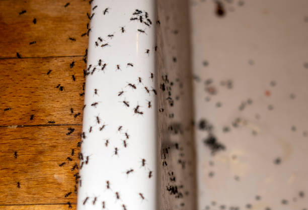 Flea Control Services in Dubuque, IA