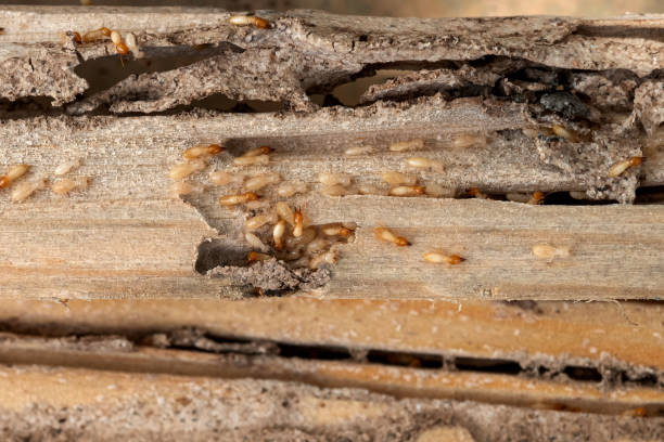 Pest Control Cost in Dubuque, IA